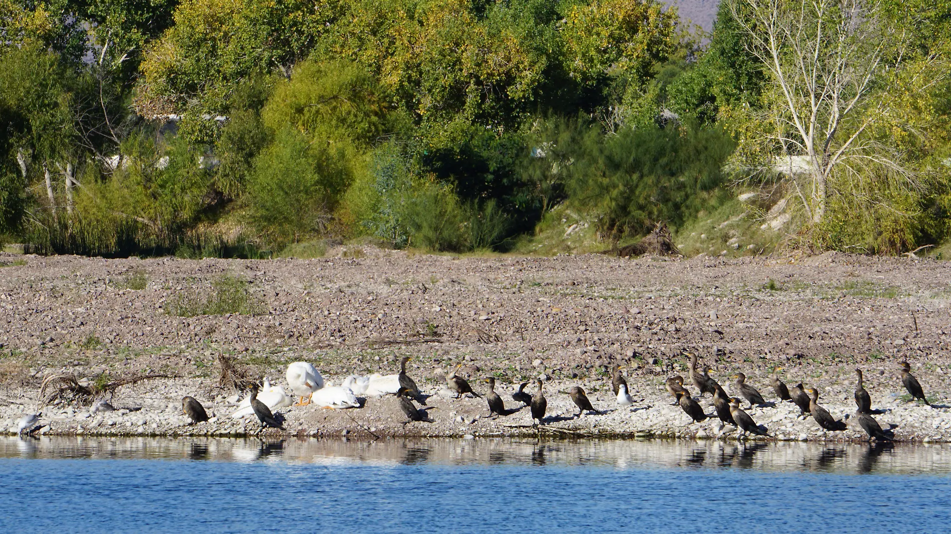 Aves en el humedal de Meoqui